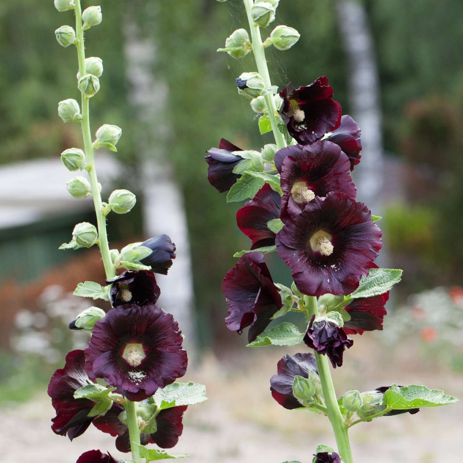 Stokrose 'Nigra'